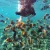 Best reef in amed